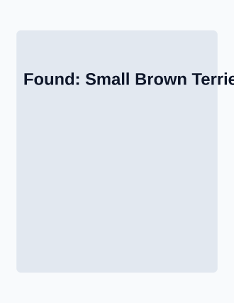 Found: Small Brown Terrier — Lost & Found template