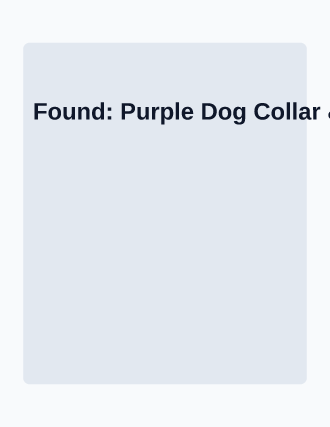 Found: Purple Dog Collar & Tag — Lost & Found template