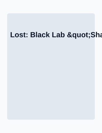 Lost: Black Lab "Shadow" — Lost & Found flyer template